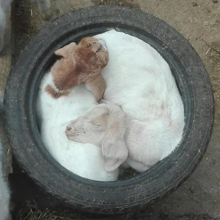Διαμέρισμα Barakah Farm & Apartman